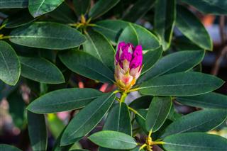 Pink Azalea Blossom