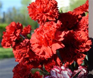 Carnation Flowers