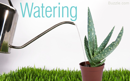 Watering Can and Grass, aloe vera