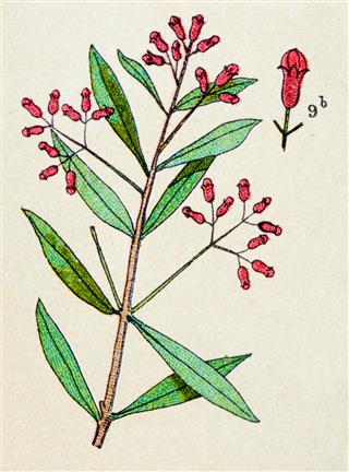 Antique Clove Plants