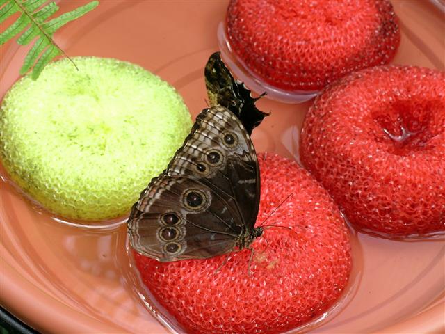 Butterfly Feeding