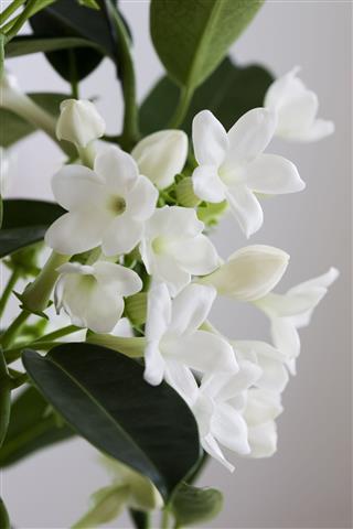 Jasmine Flower