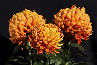 Chrysanthemum