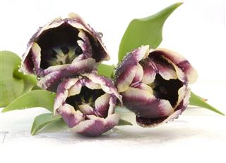 Purple Tulips