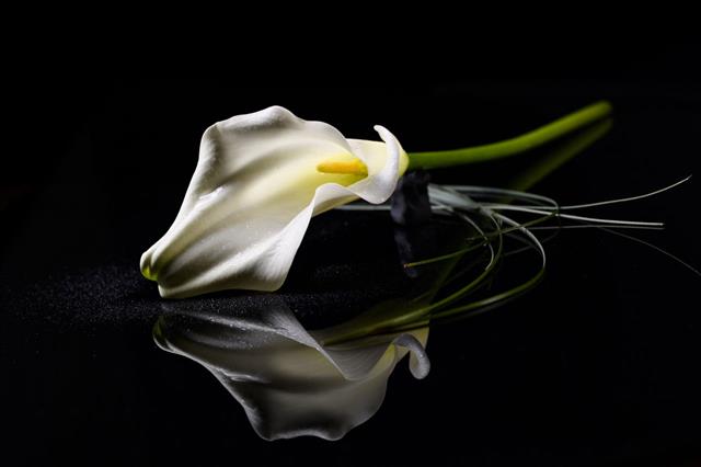 Calla
