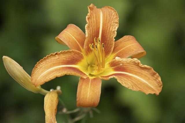 Tiger Lily