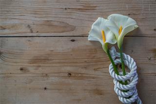 Beautiful White Calla Lily