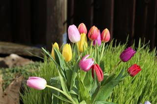 Tulips