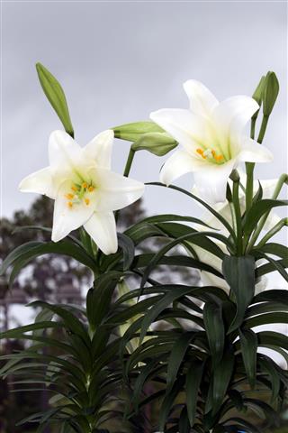 Easter Lily