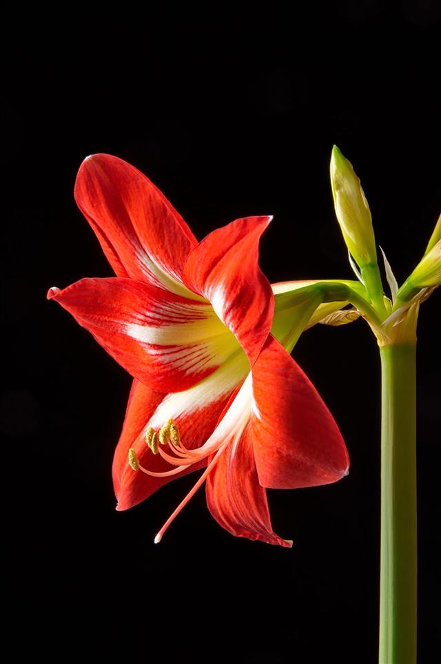 Red Amaryllis Flower