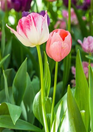 Bouquet Of Tulips With Card