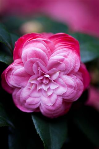 Camellia Oleifera