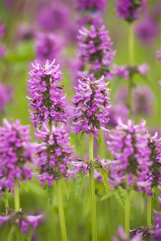 Alpine Betony Flowers