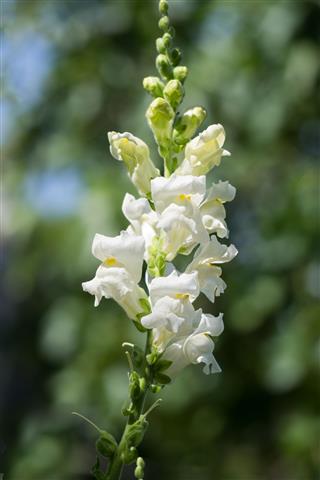 White Snapdragon Flower