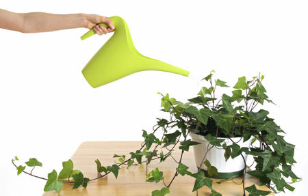 Watering Green Ivy In Pot