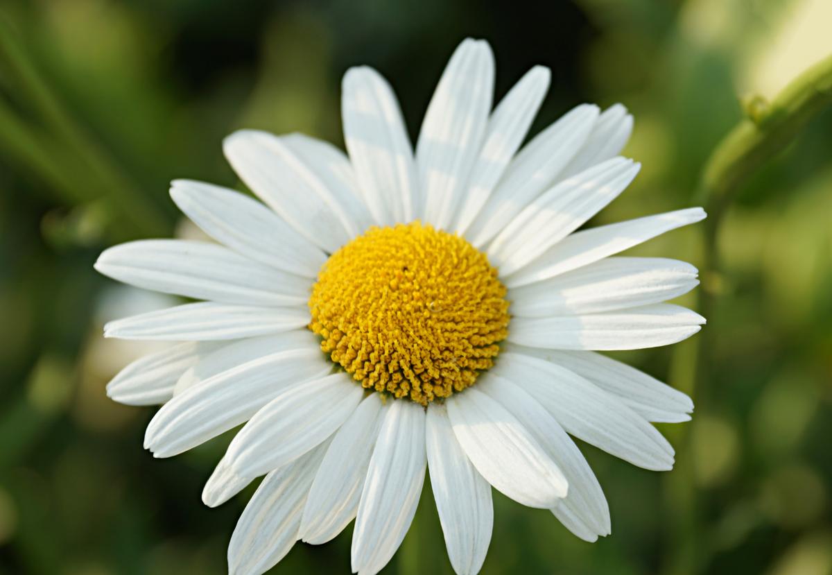 Giant daisy