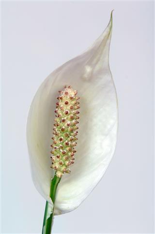 Peace Lily Flower