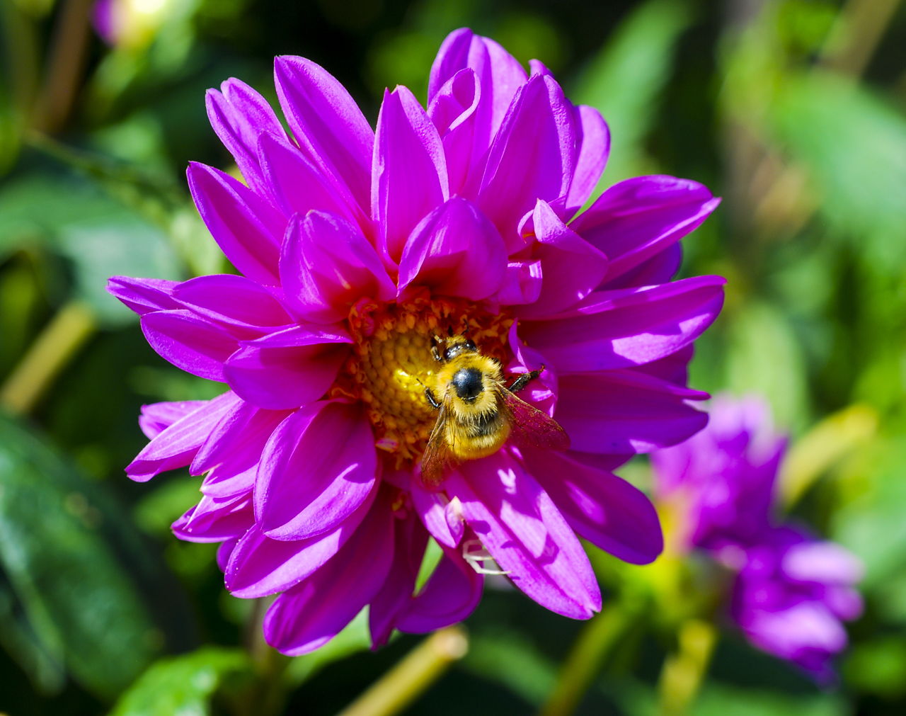 Aster Flower