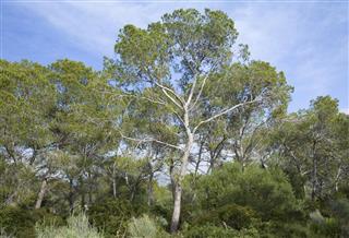 group of The Aleppo Pines