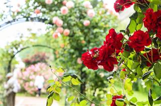 Rose Archway