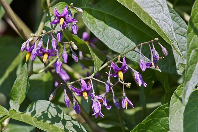 Flowers Of Bittersweet