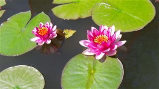 Fuchsia Pink Purple Magenta Lotus Flowers