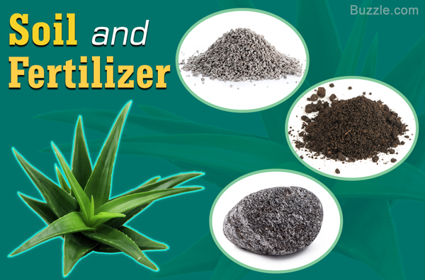 soil, lava stone, aloe, perlite ore