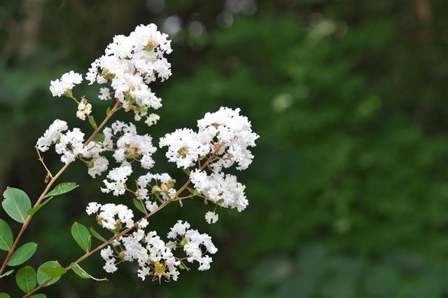 Flower Of The Crape Myrtle