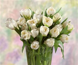 White Tulips