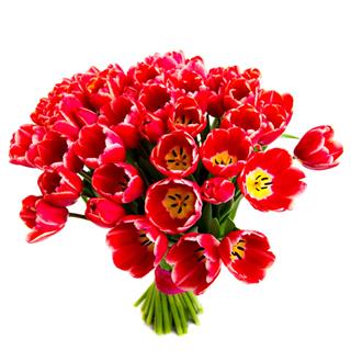 Red Tulips