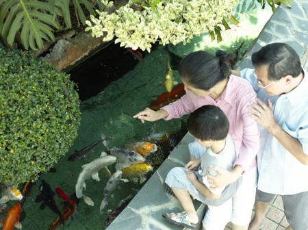 Fish Pond