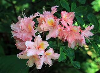 Pink Rhododendron