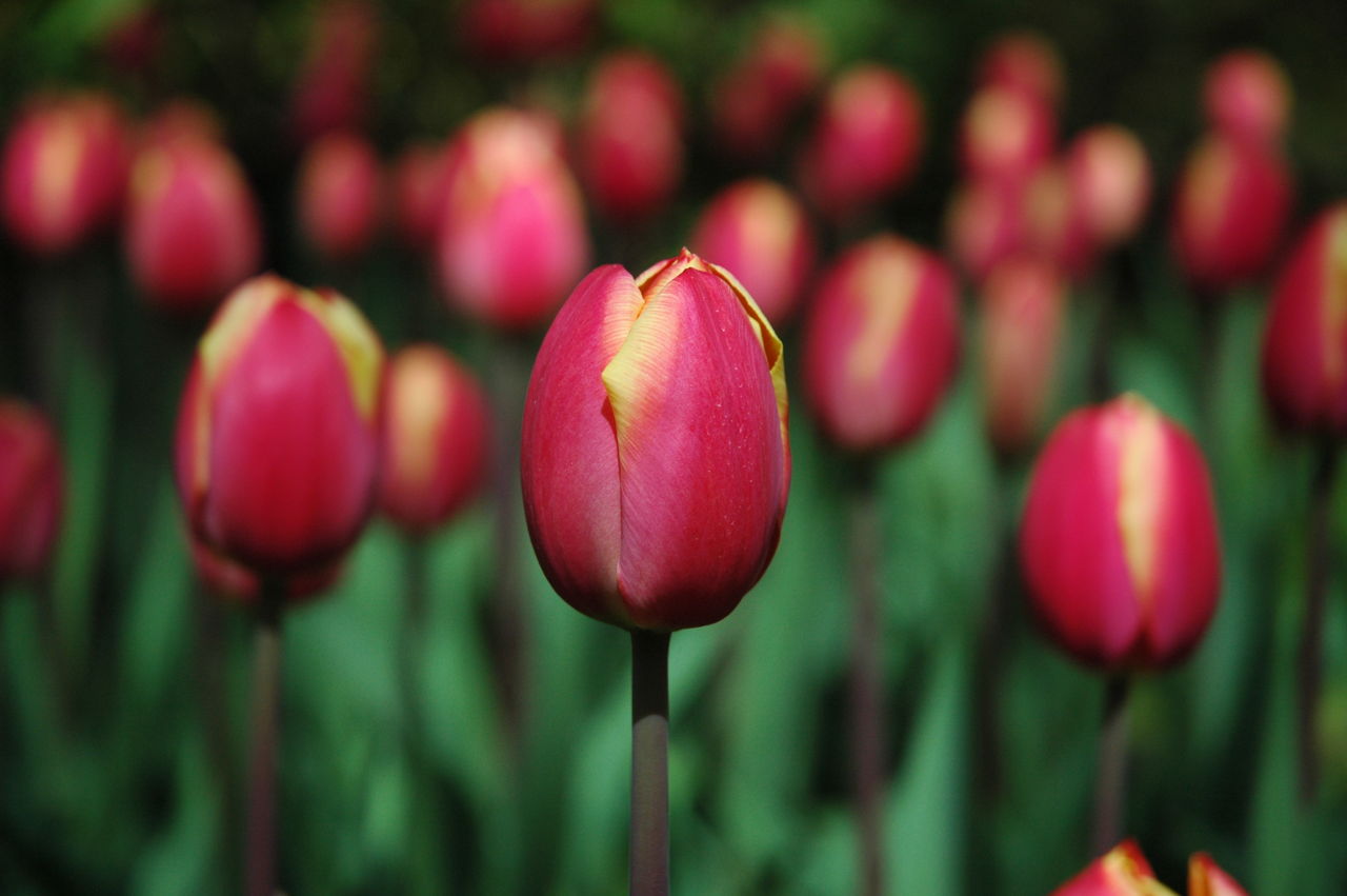 Tulip