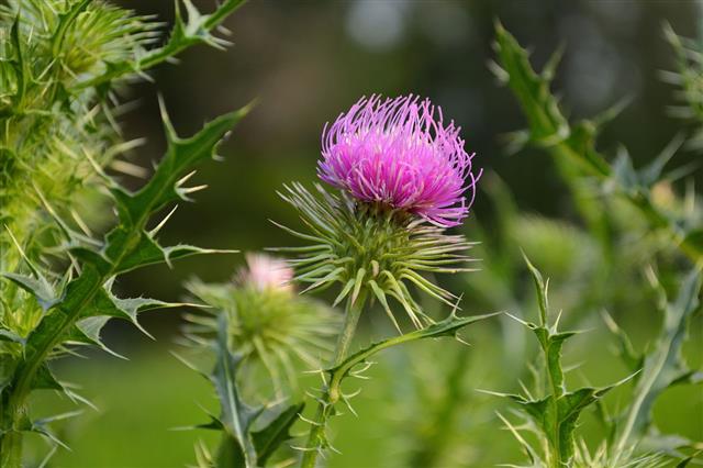 Thistle