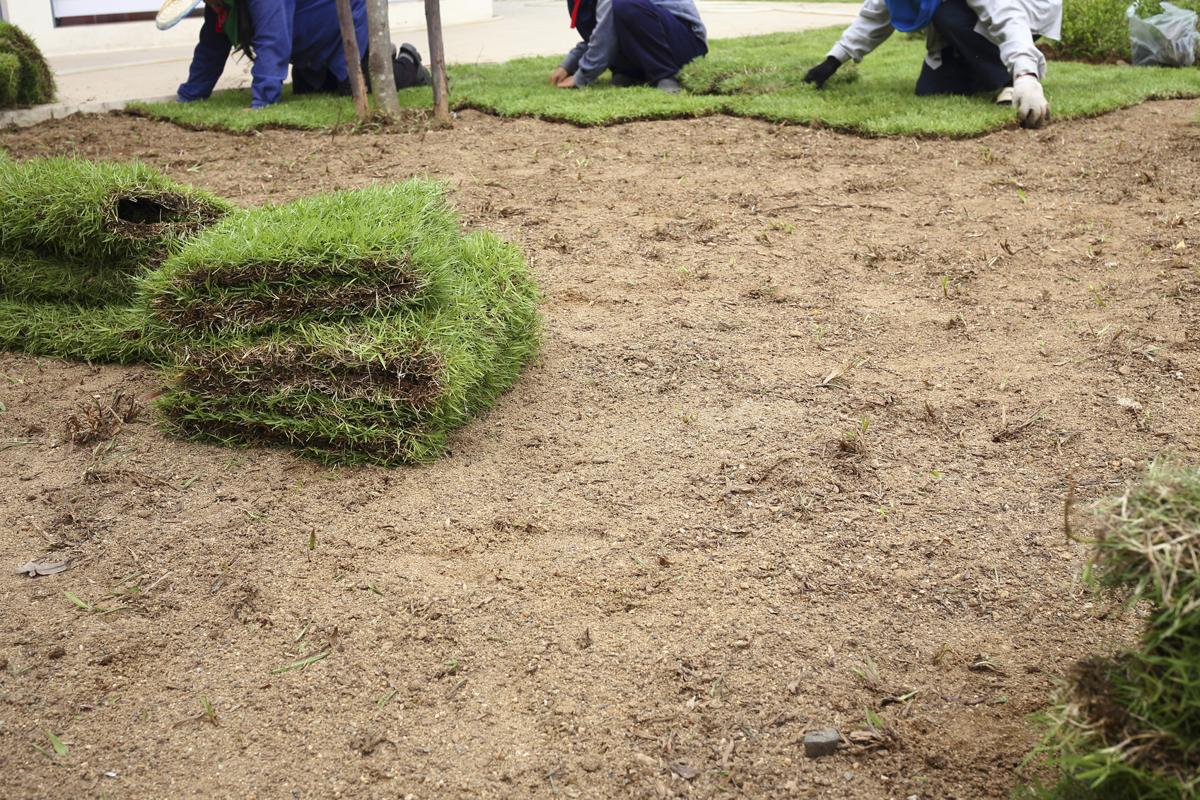 Planting sod grass
