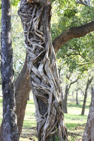 Strangler tree in Sri Lanka