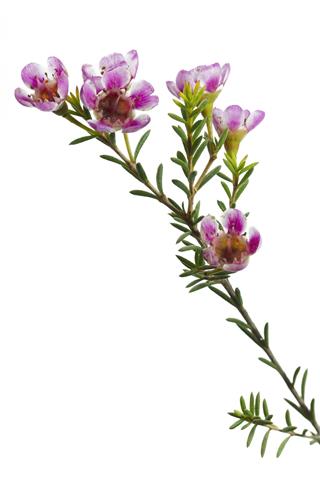 Chamelaucium Uncinatum