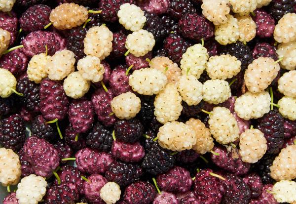 White and Red Mulberry