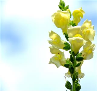 Snapdragon Flower