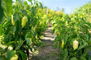 Rows Of Ripe Bell Pepper