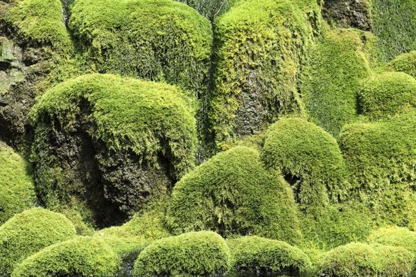 Moss