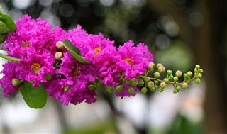 Lagerstroemia Speciosa
