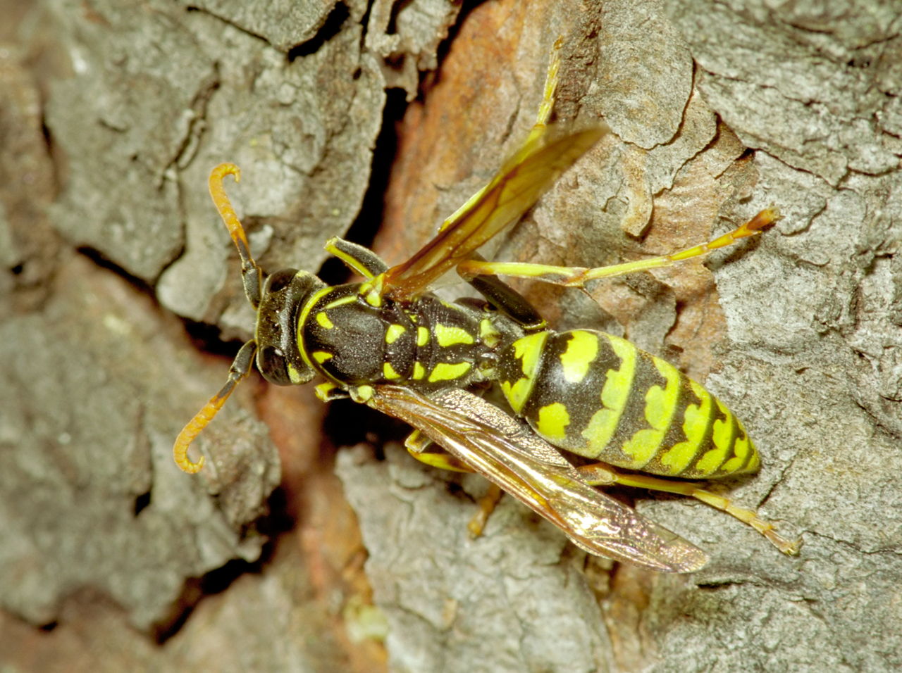 Paper Wasp