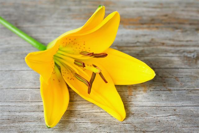 Yellow Lily