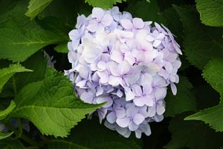 Hydrangea