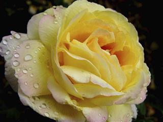 Water Drops on Rose