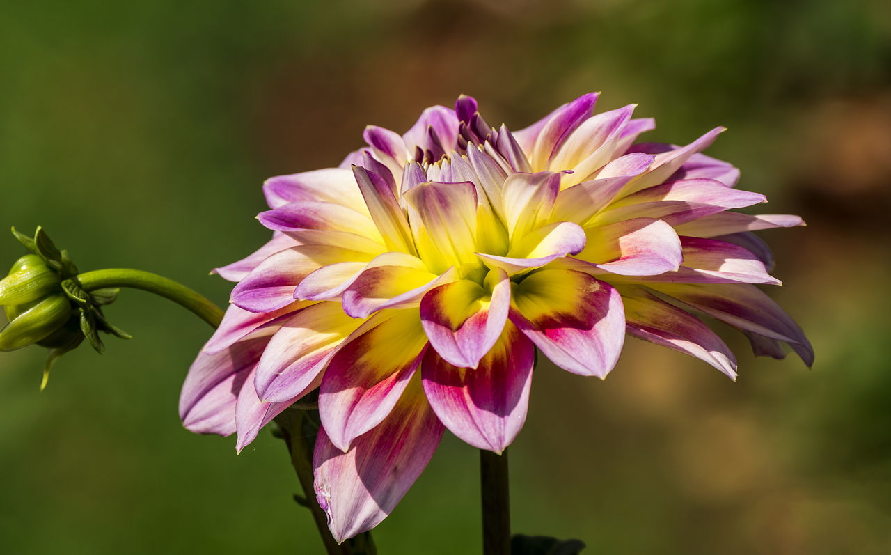 Beautiful Dahlia Flower