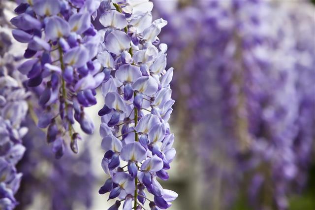 Blue Wisteria In Spring