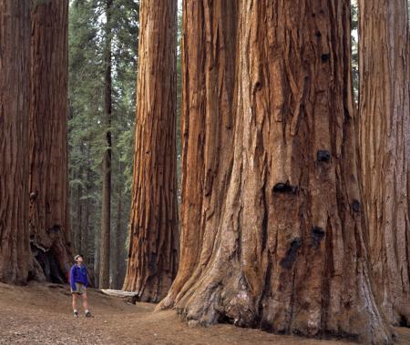 Hiking in Sequoia National Park