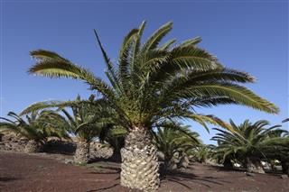 Date Palm Trees